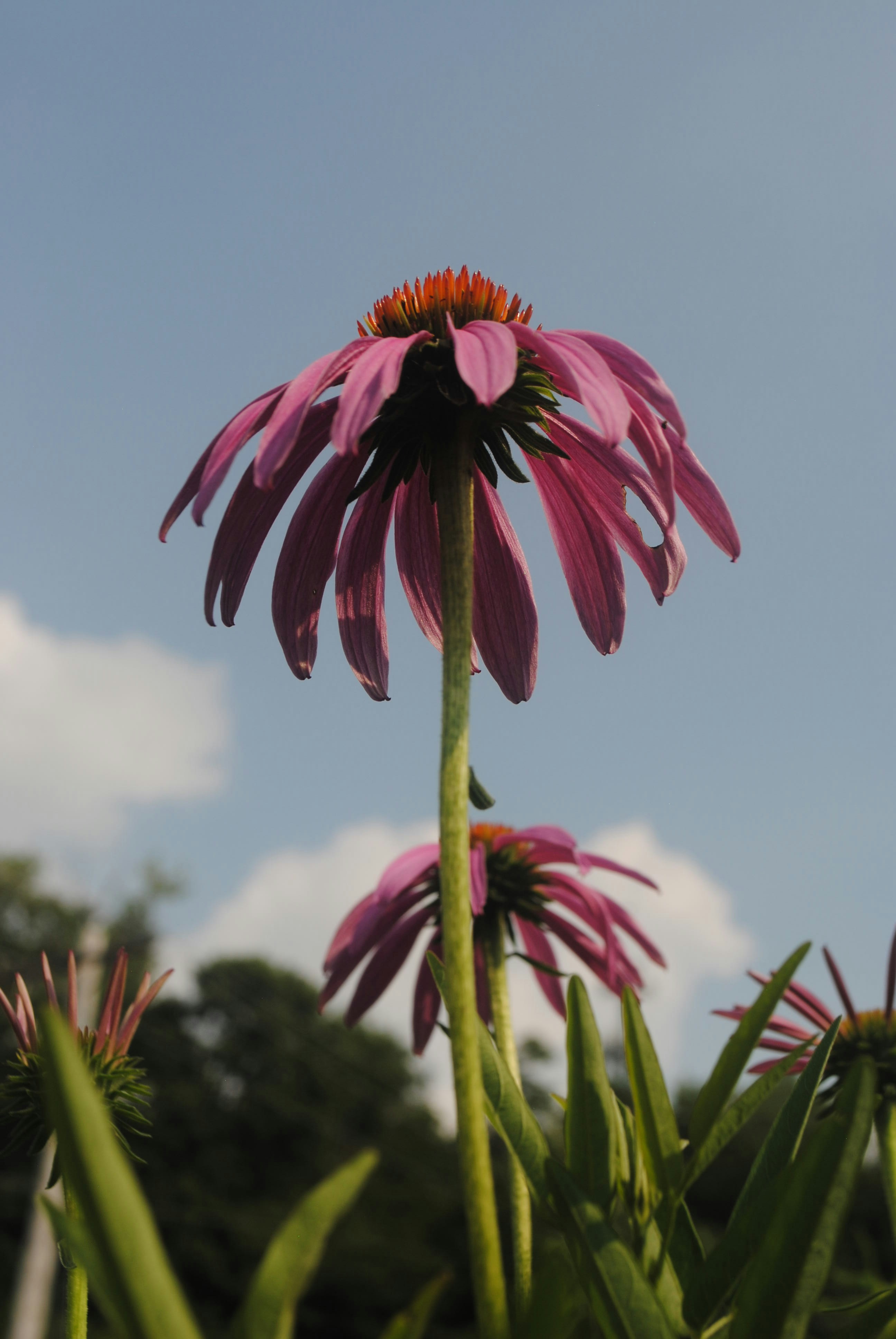 Rosa Blume in Tilt Shift Linse