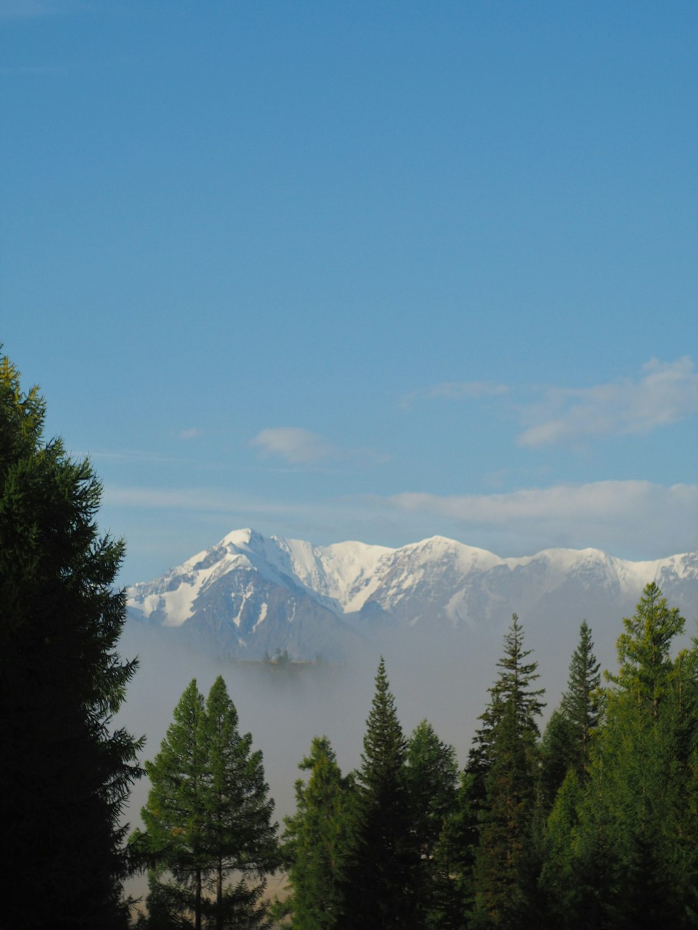 green trees near snow covered mountain during daytime