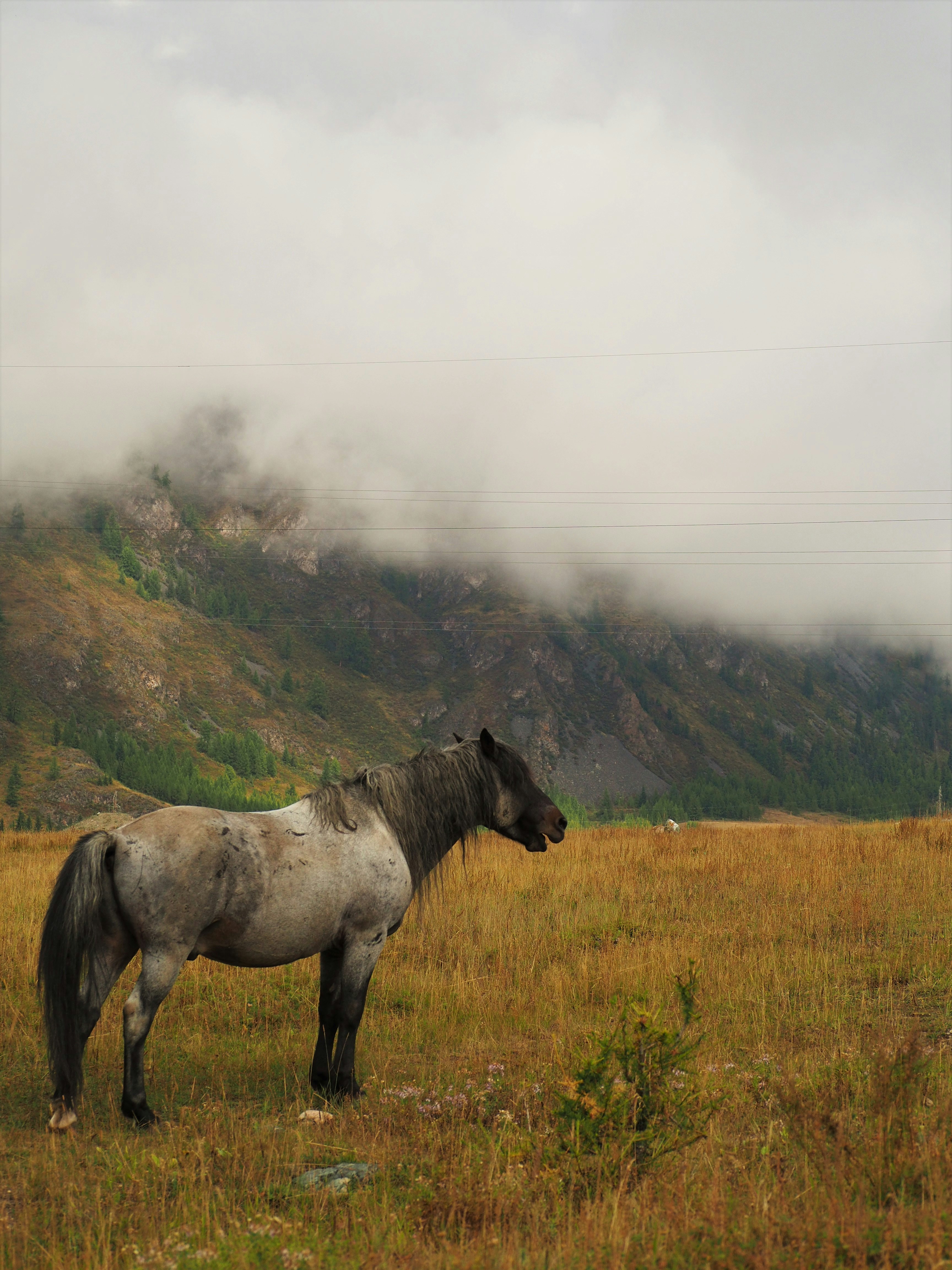 Shey-Phoksundo National Park
