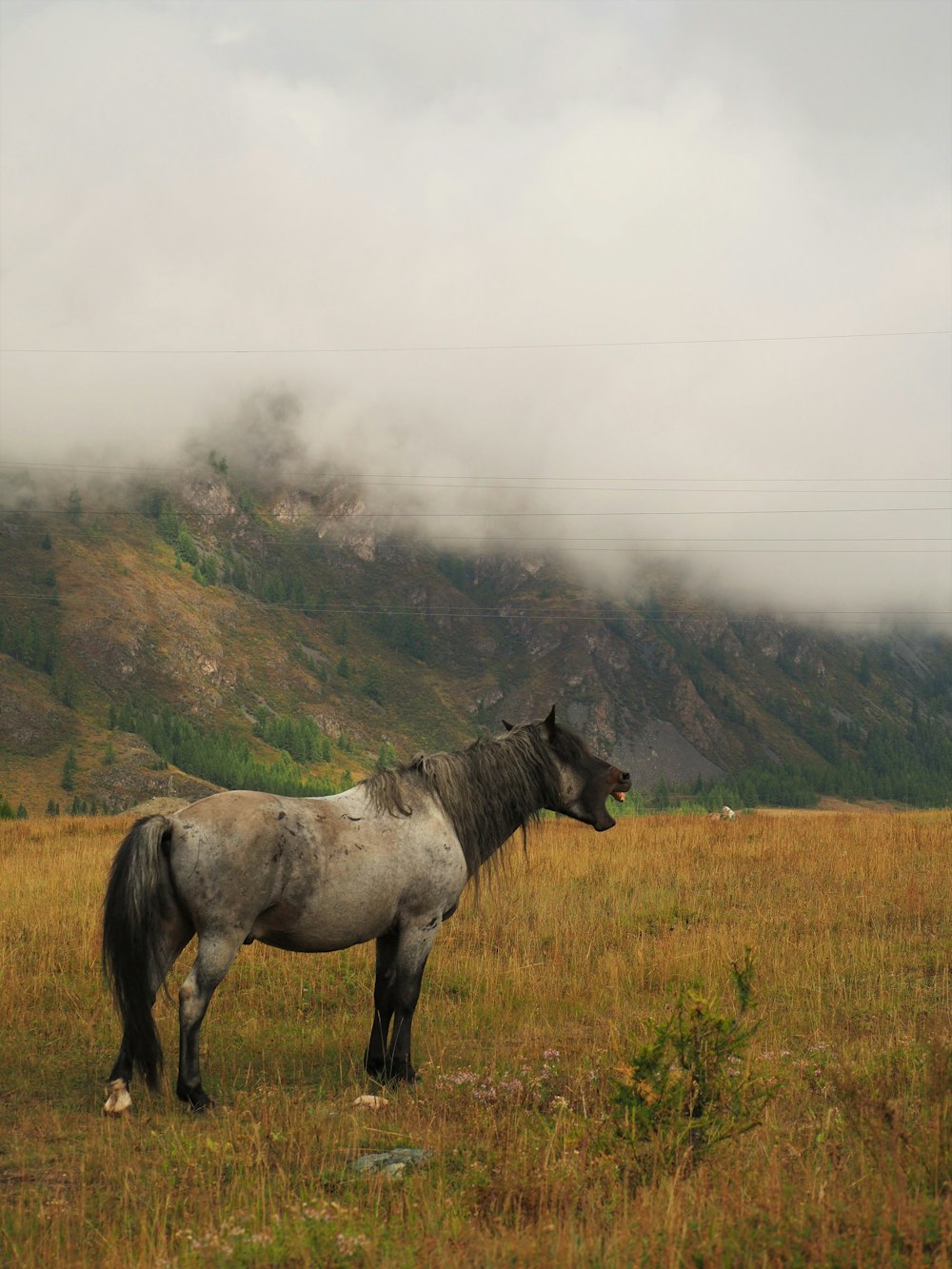 black and white horse on green grass field