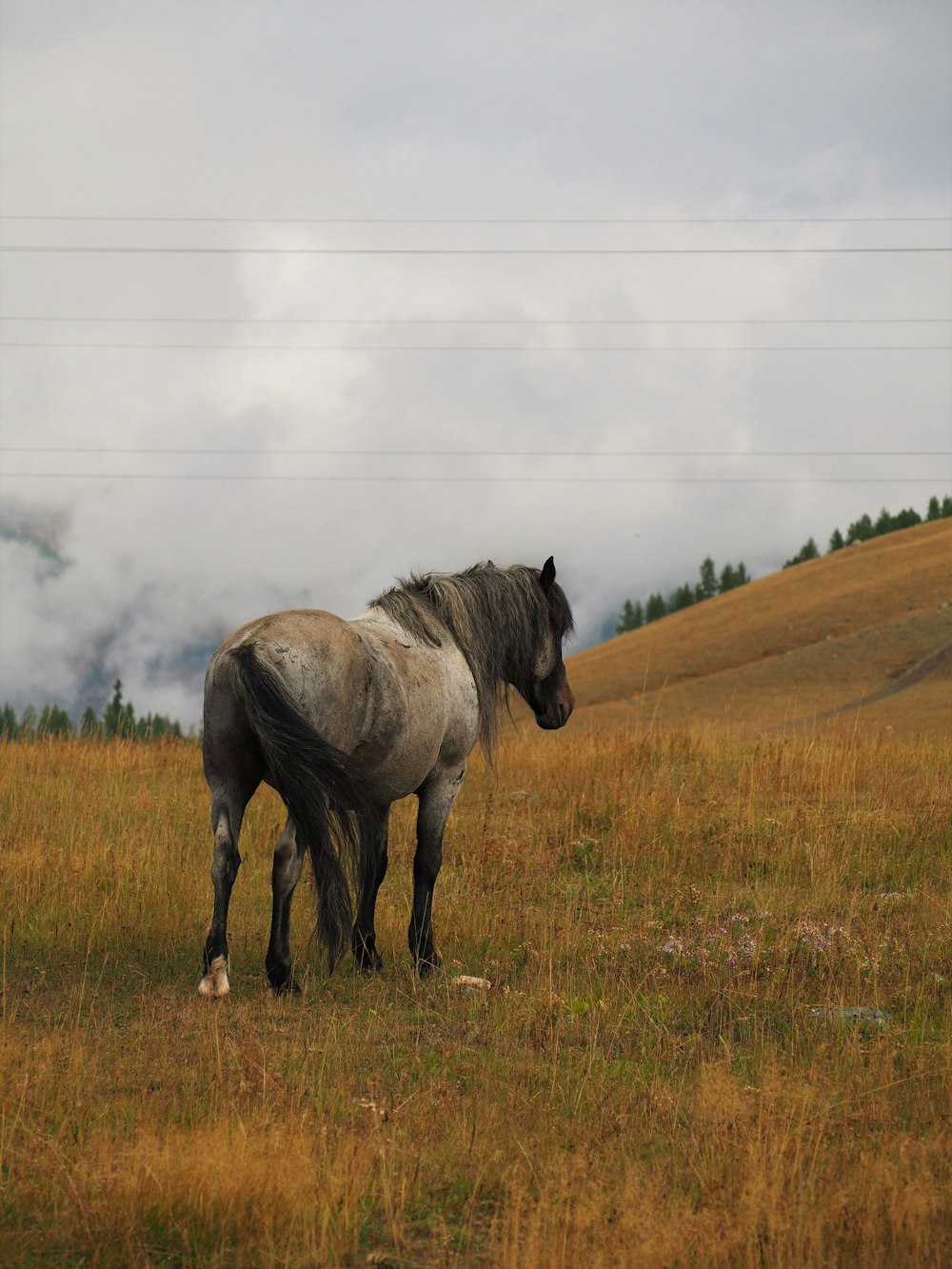 white horse on green grass field during daytime