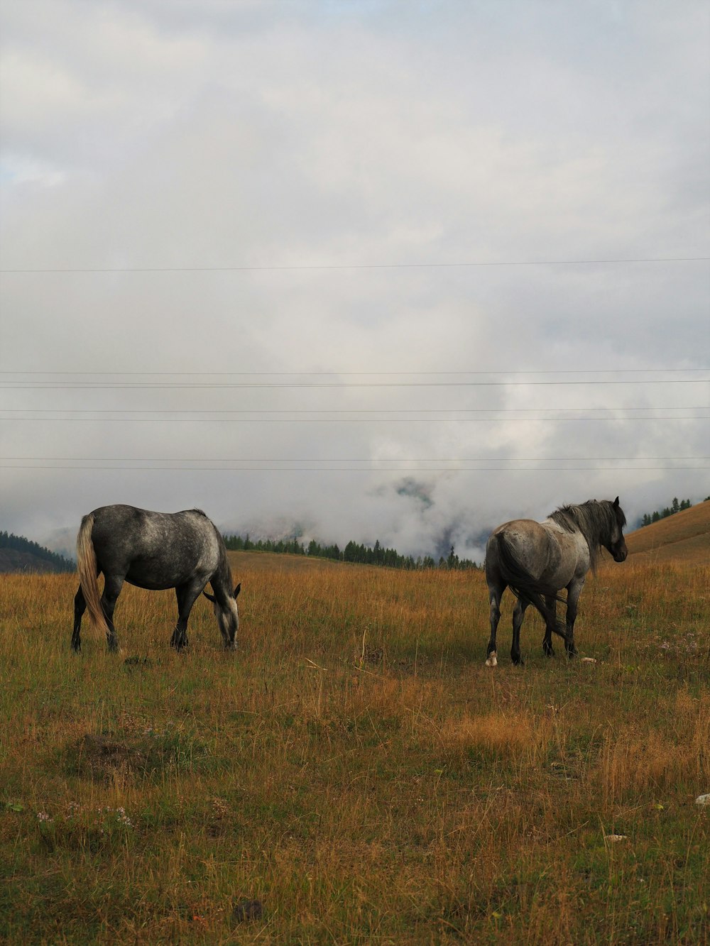 three horses on green grass field under white sky during daytime