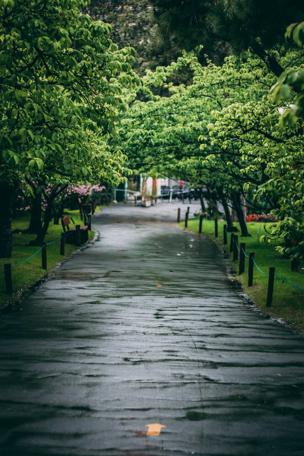 gray concrete pathway between green trees during daytime