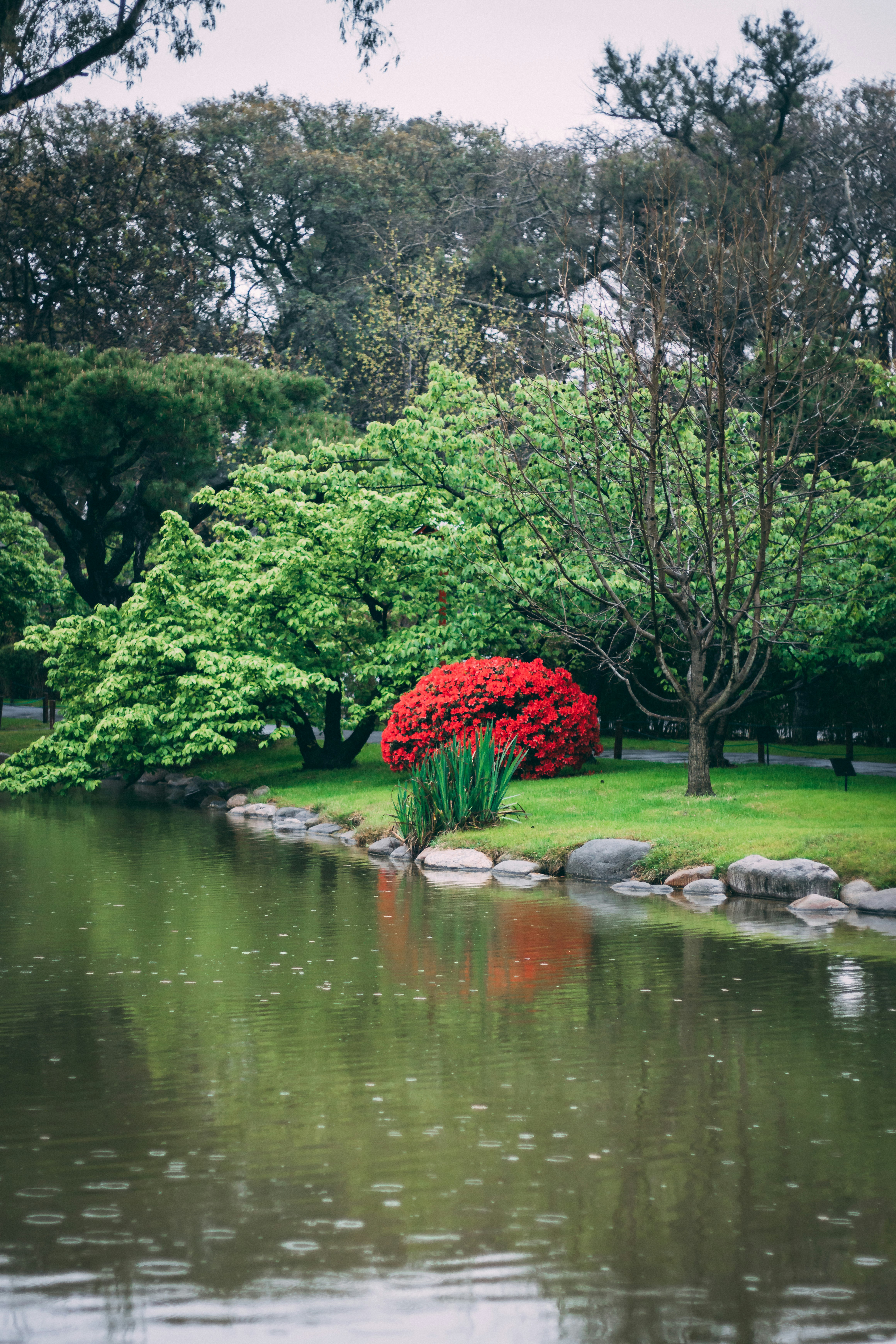 green trees beside river during daytime