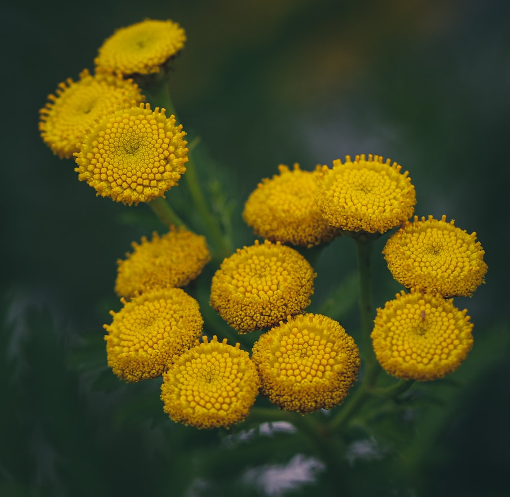 yellow flowers in tilt shift lens