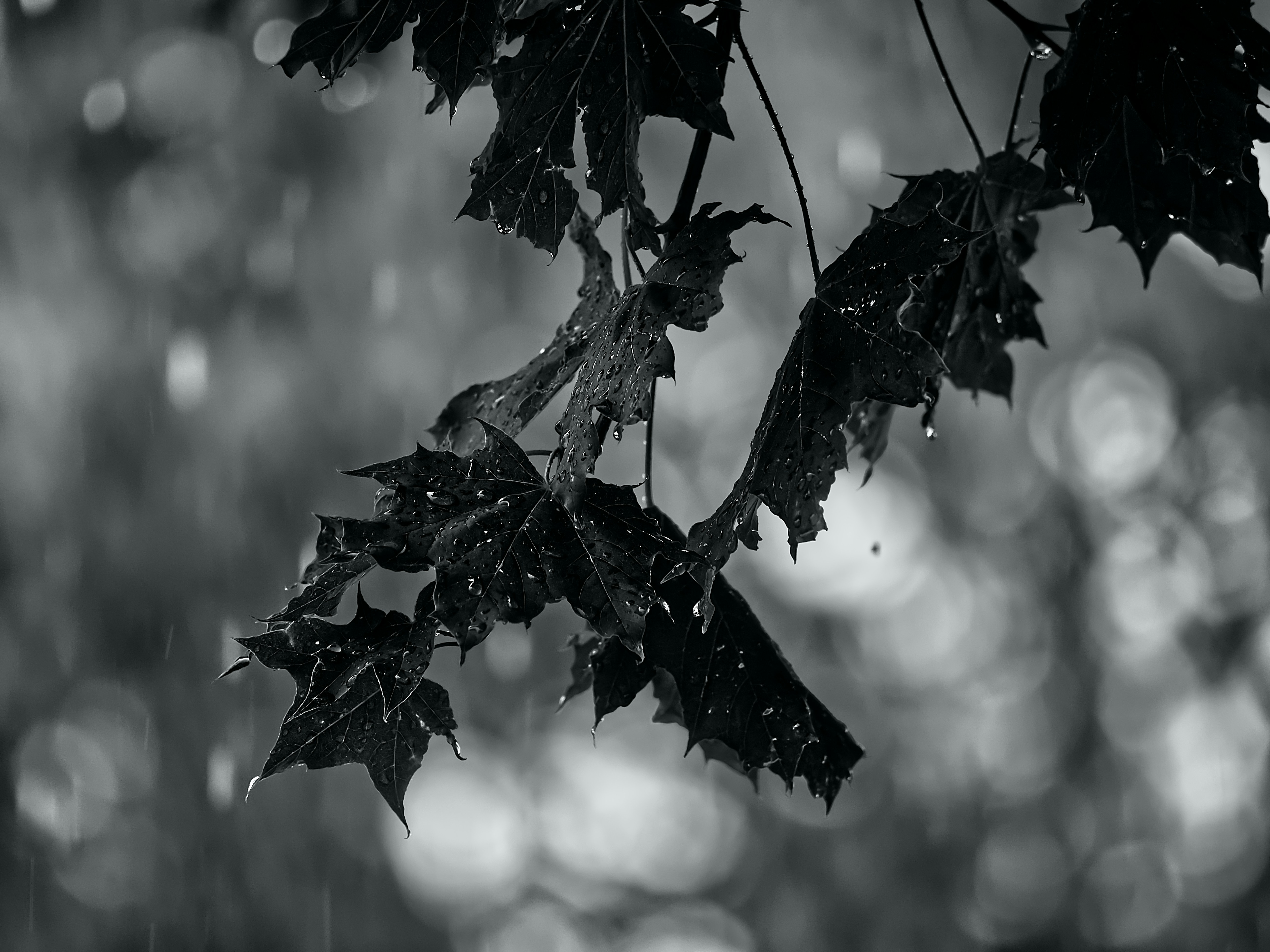 A close up of a cluster of leaves dripping with a heavy rainfall in the Autumn season of Colorado.