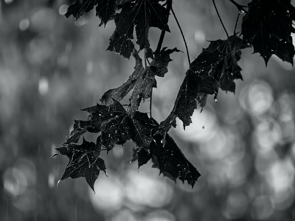 grayscale photo of tree branch