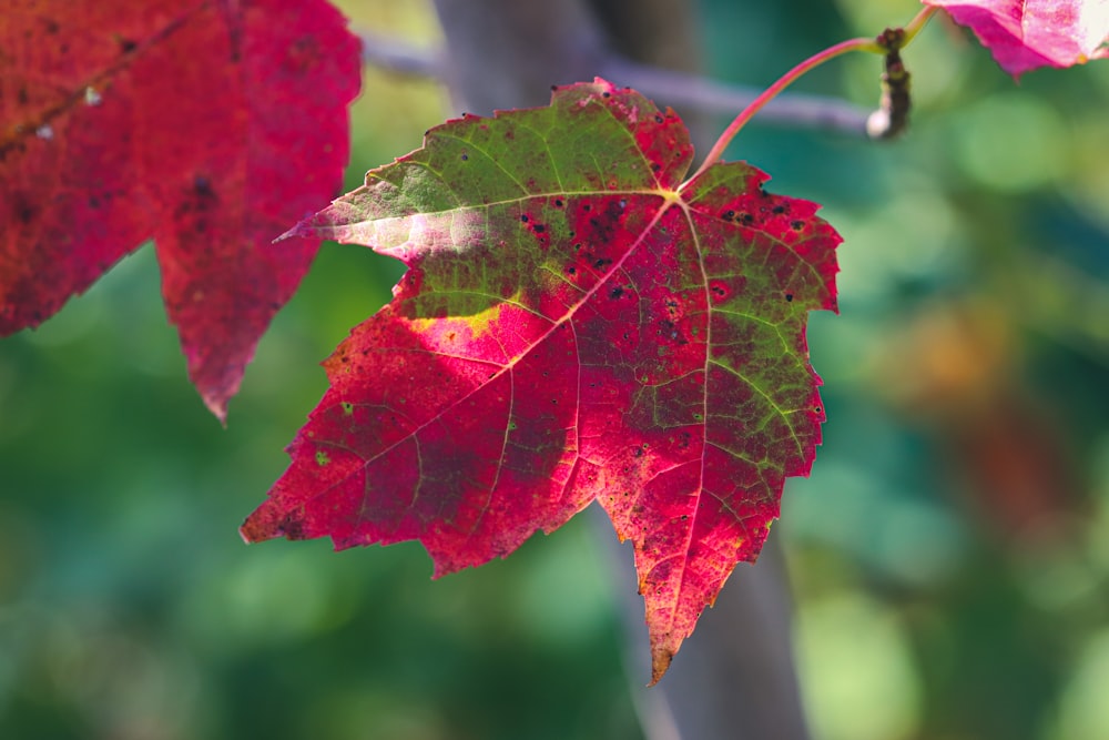 red and green maple leaf