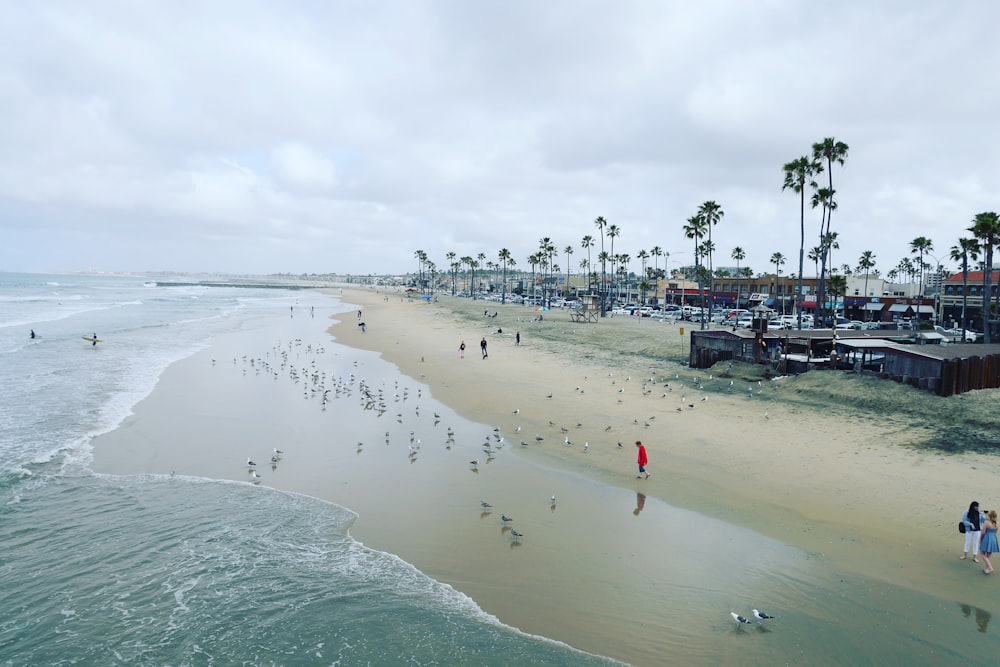 people on beach during daytime