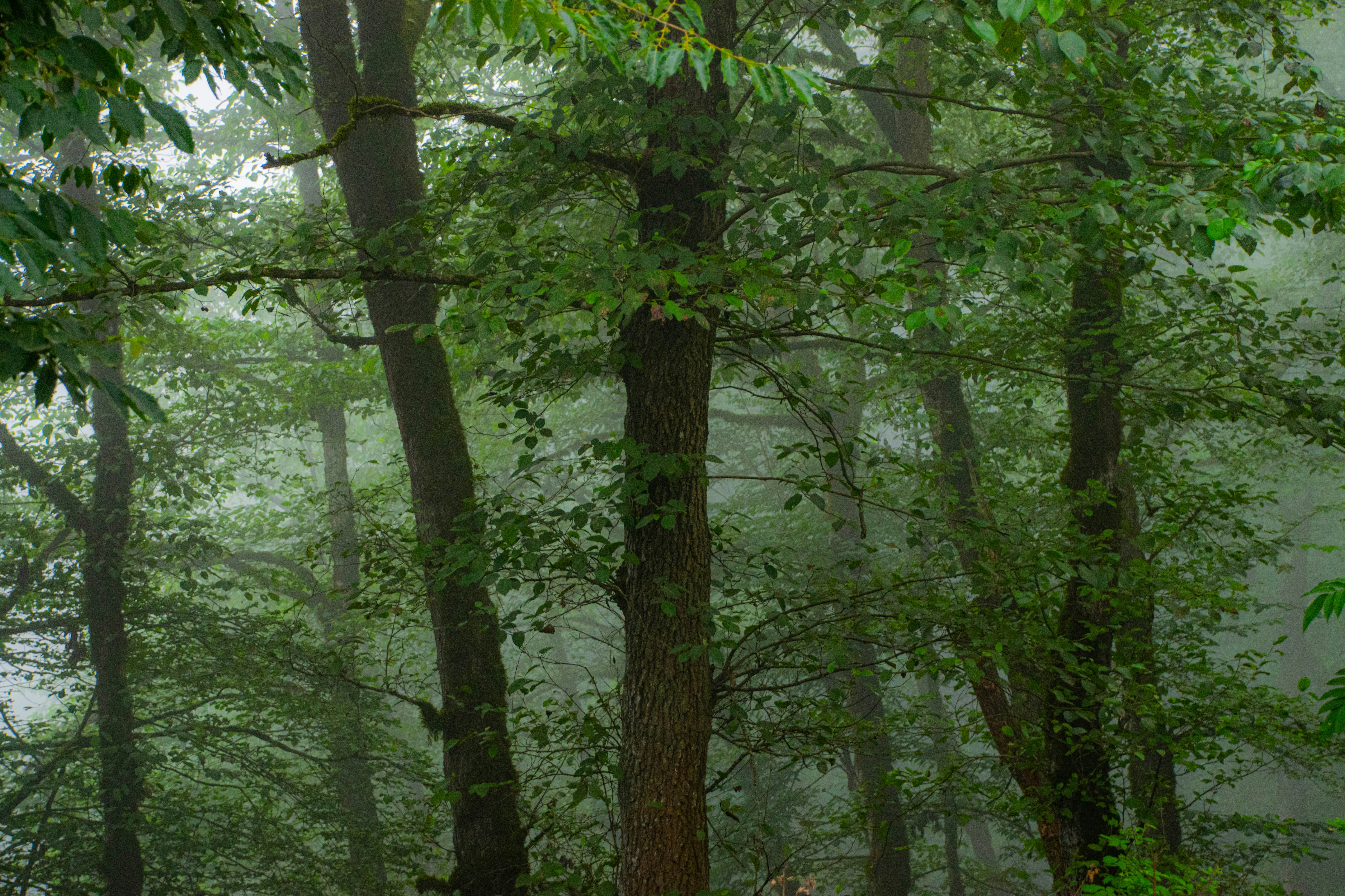 Photo by mohamadrajabzade97