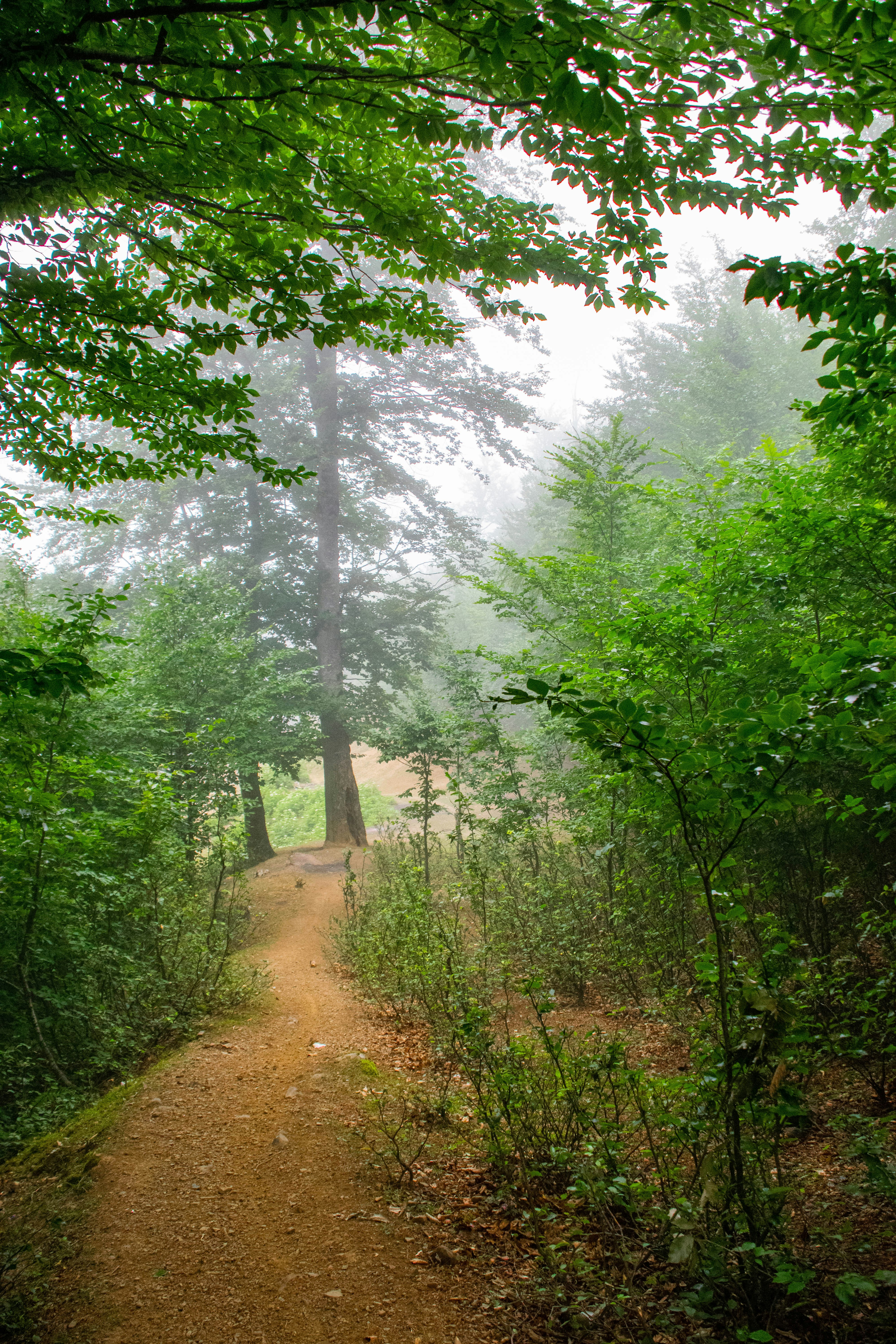 brown dirt road between green trees during daytime