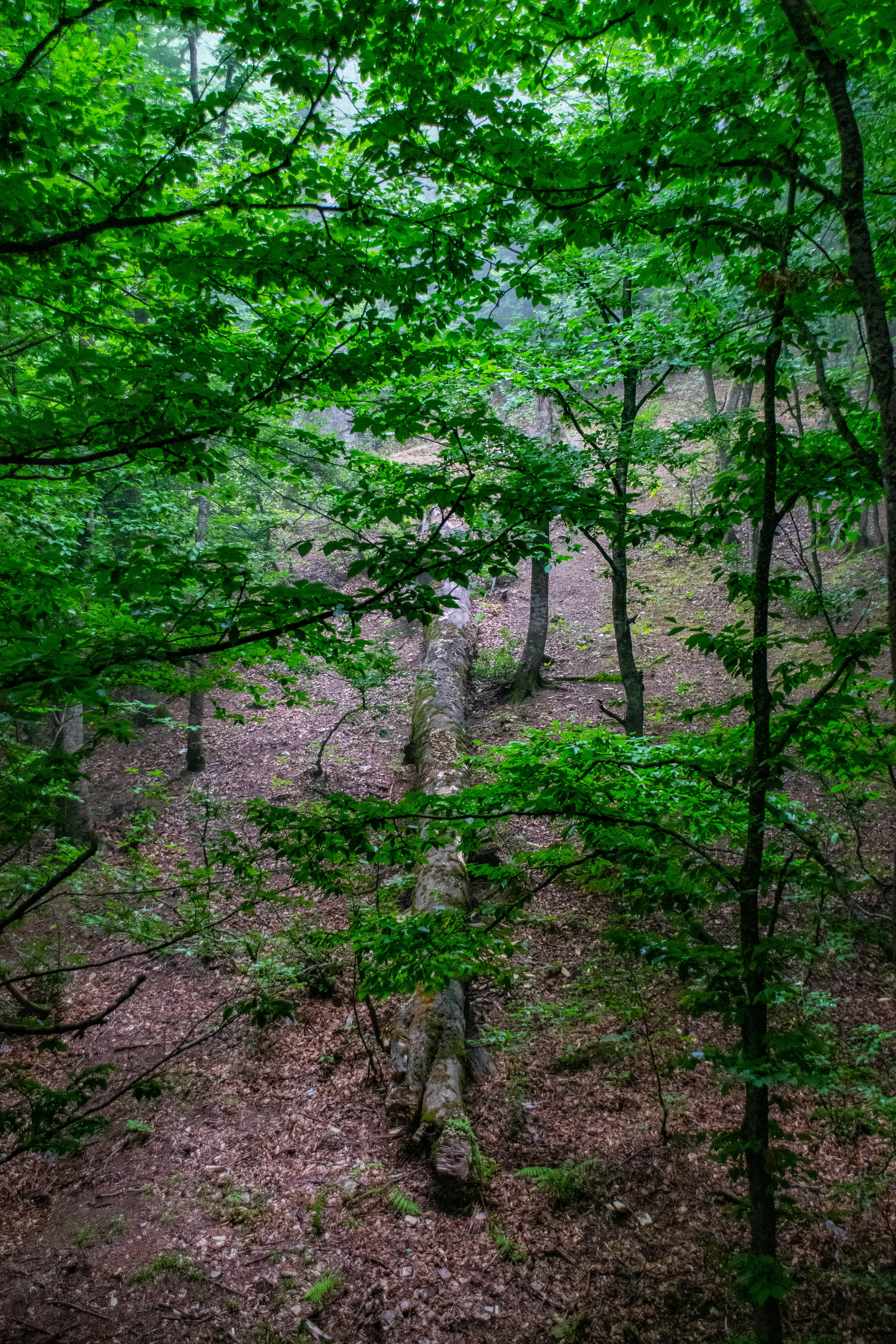 Photo by mohamadrajabzade97