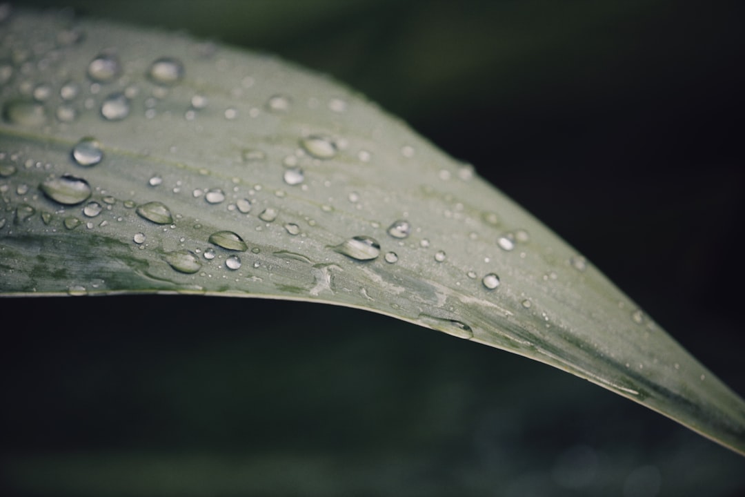 water droplets on green leaf