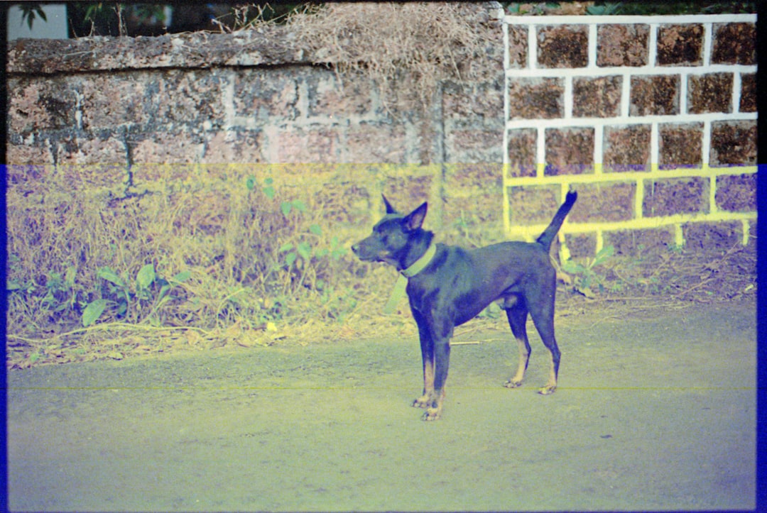 black and tan short coat medium dog on green grass field during daytime