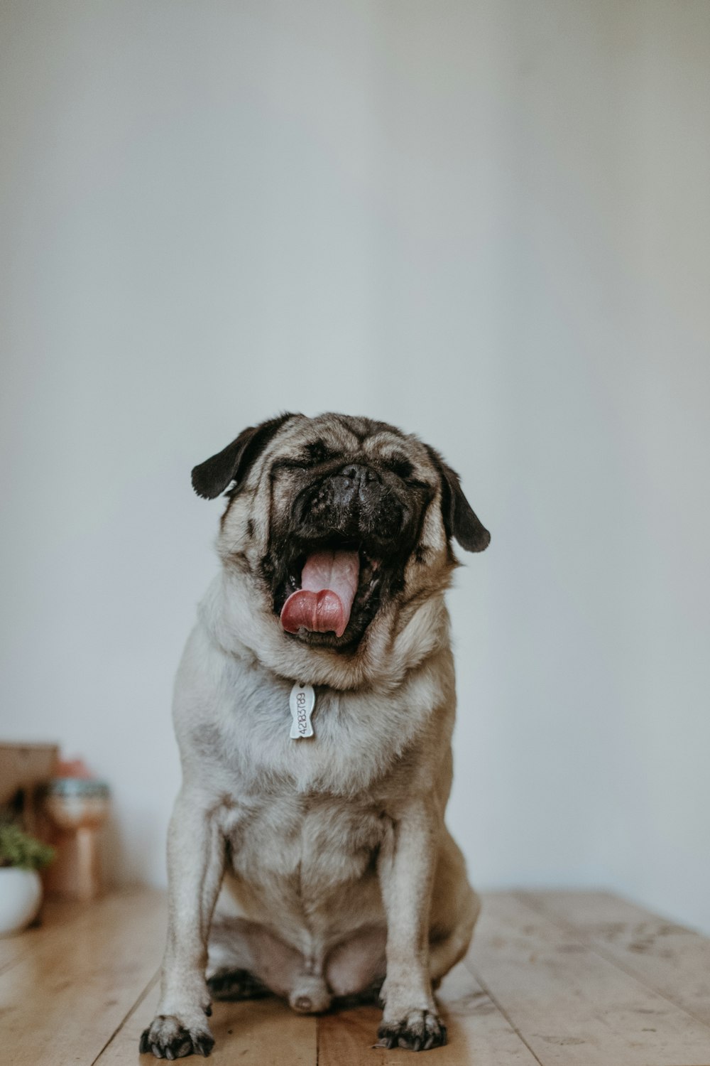 fawn pug sitting on white floor