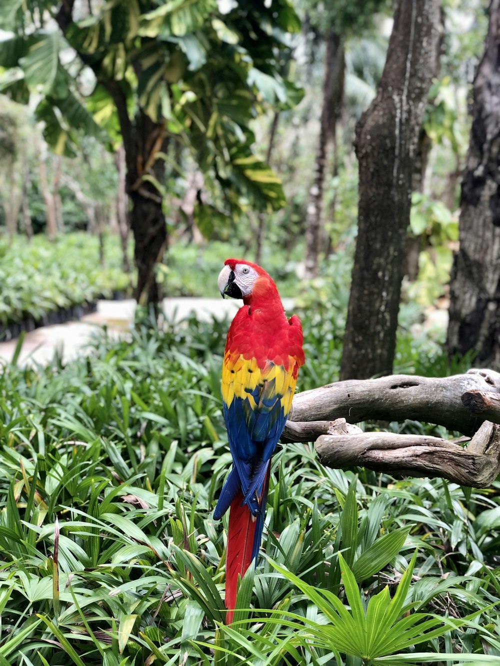 red blue and yellow macaw perched on brown tree branch during daytime