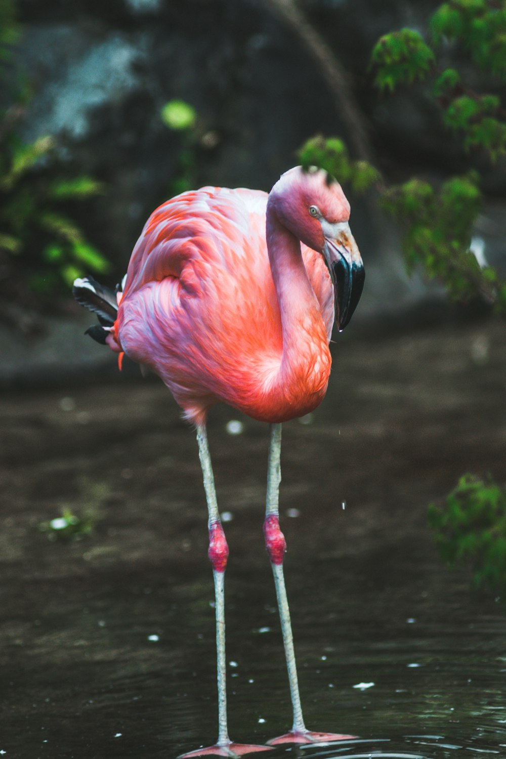 pink flamingo in water during daytime