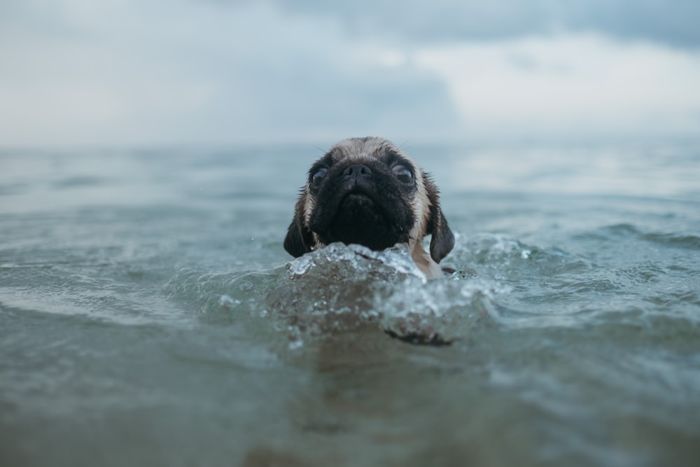 chien brun à poil court dans l’eau pendant la journée