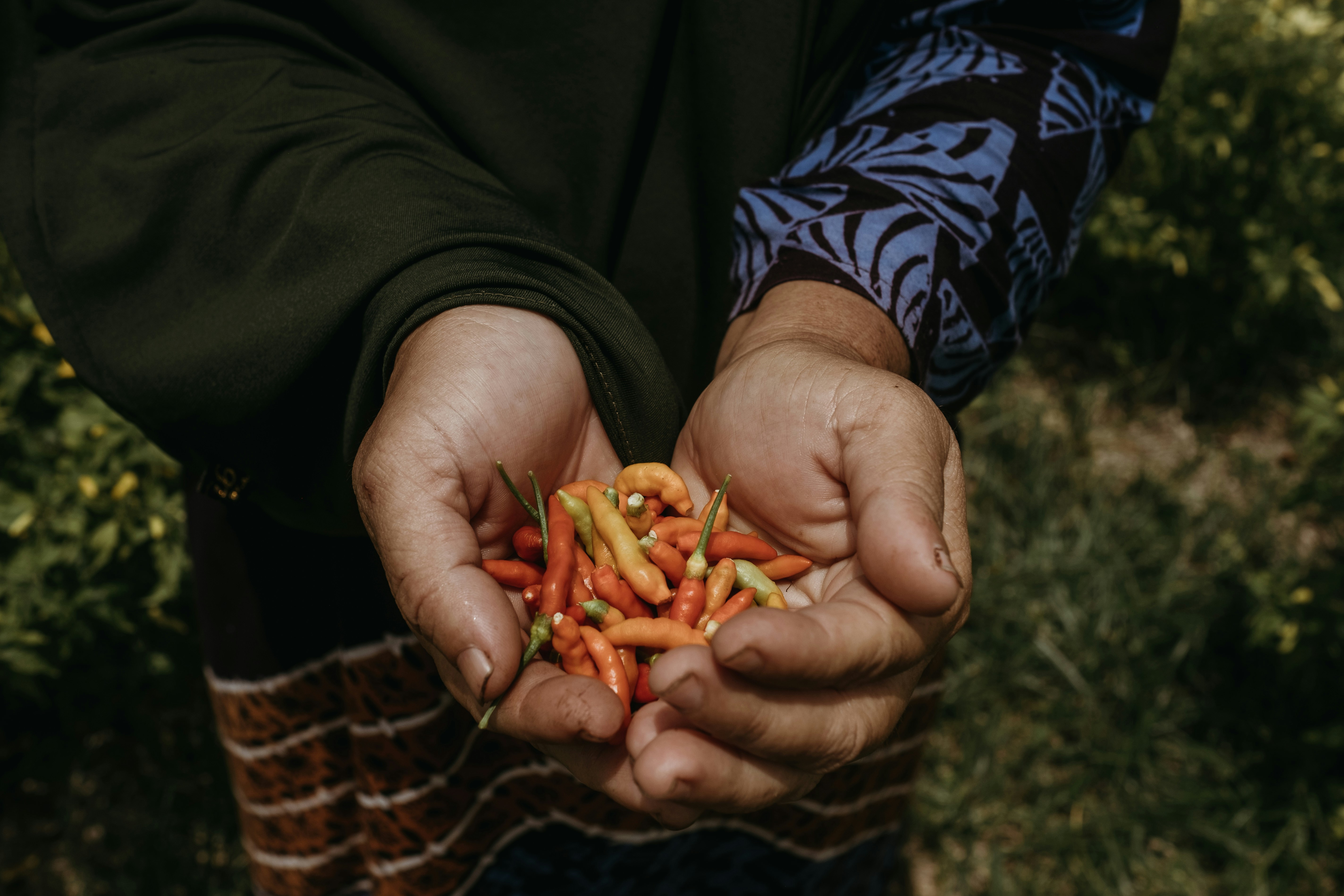 Chili Harvest