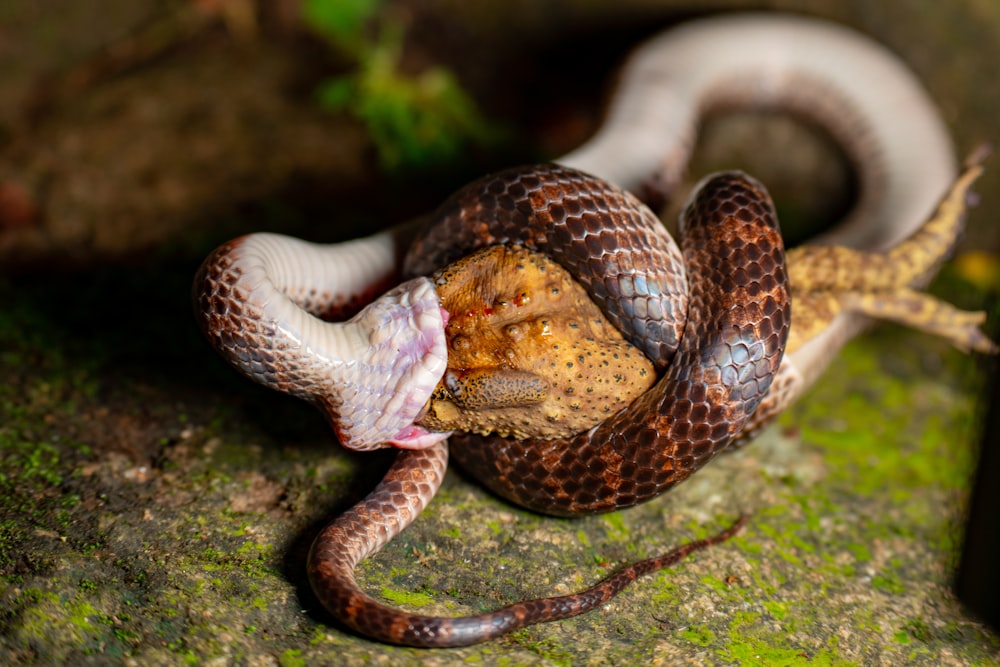 serpent bleu et brun sur le sol