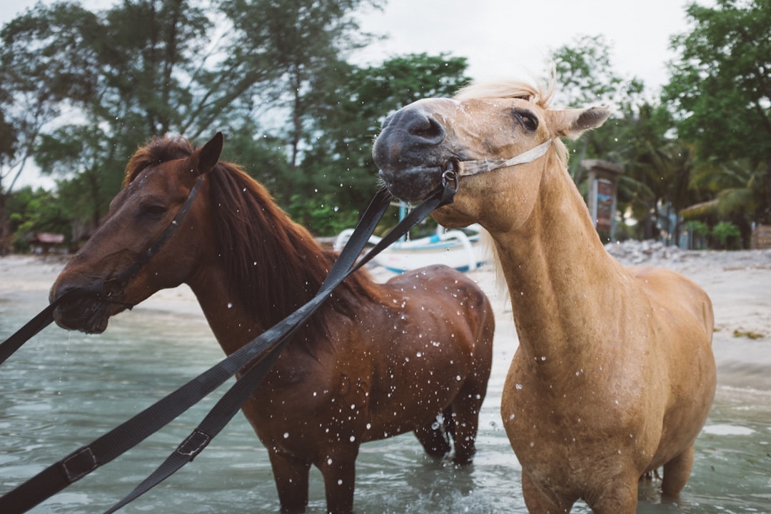 brown horse on water during daytime