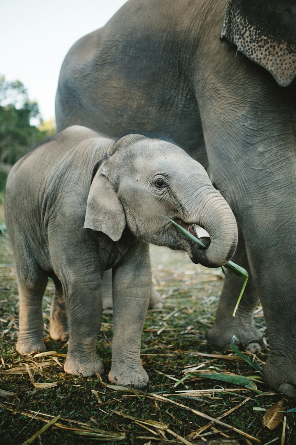 grey elephant walking on brown soil during daytime