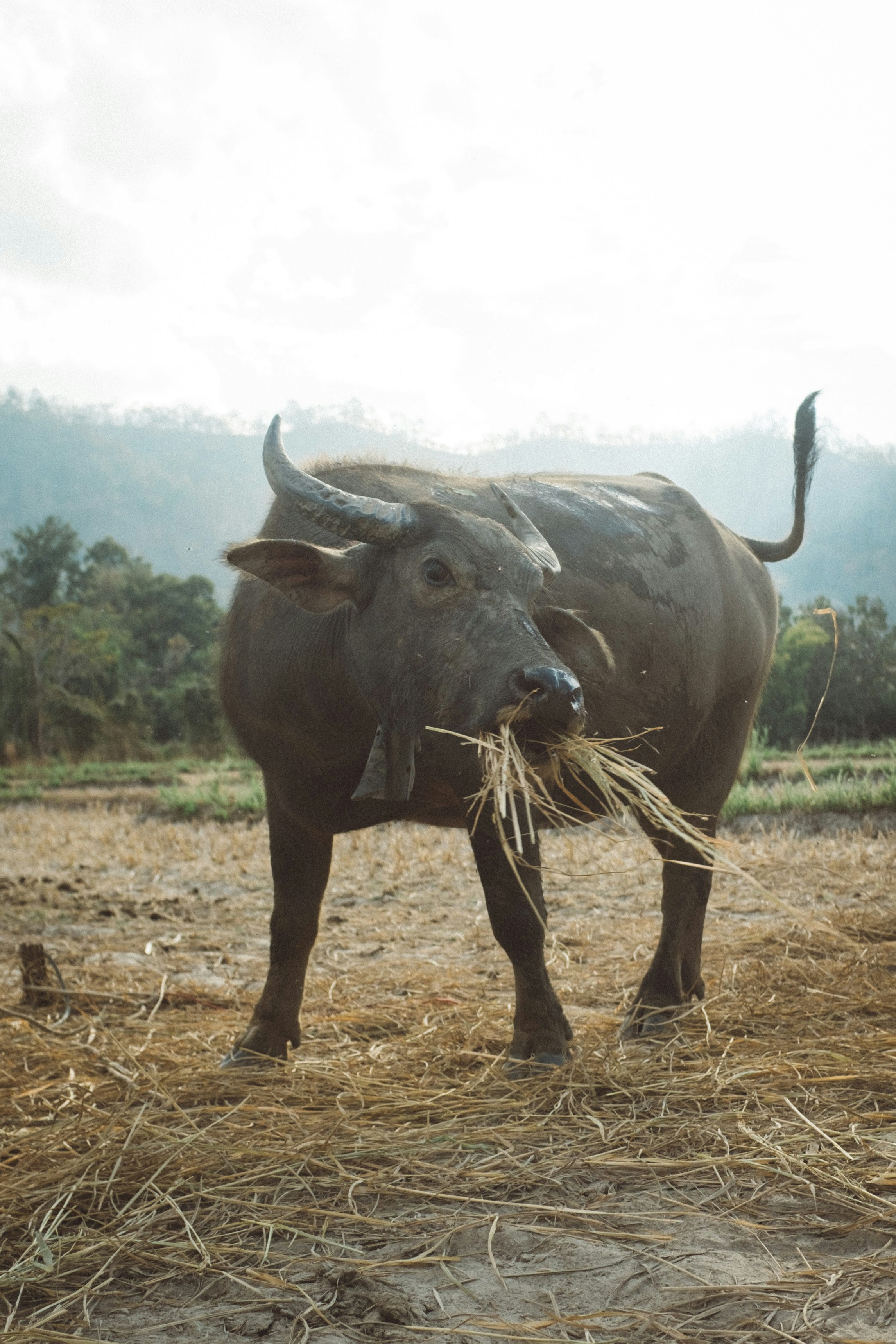 black water buffalo on brown grass field during daytime