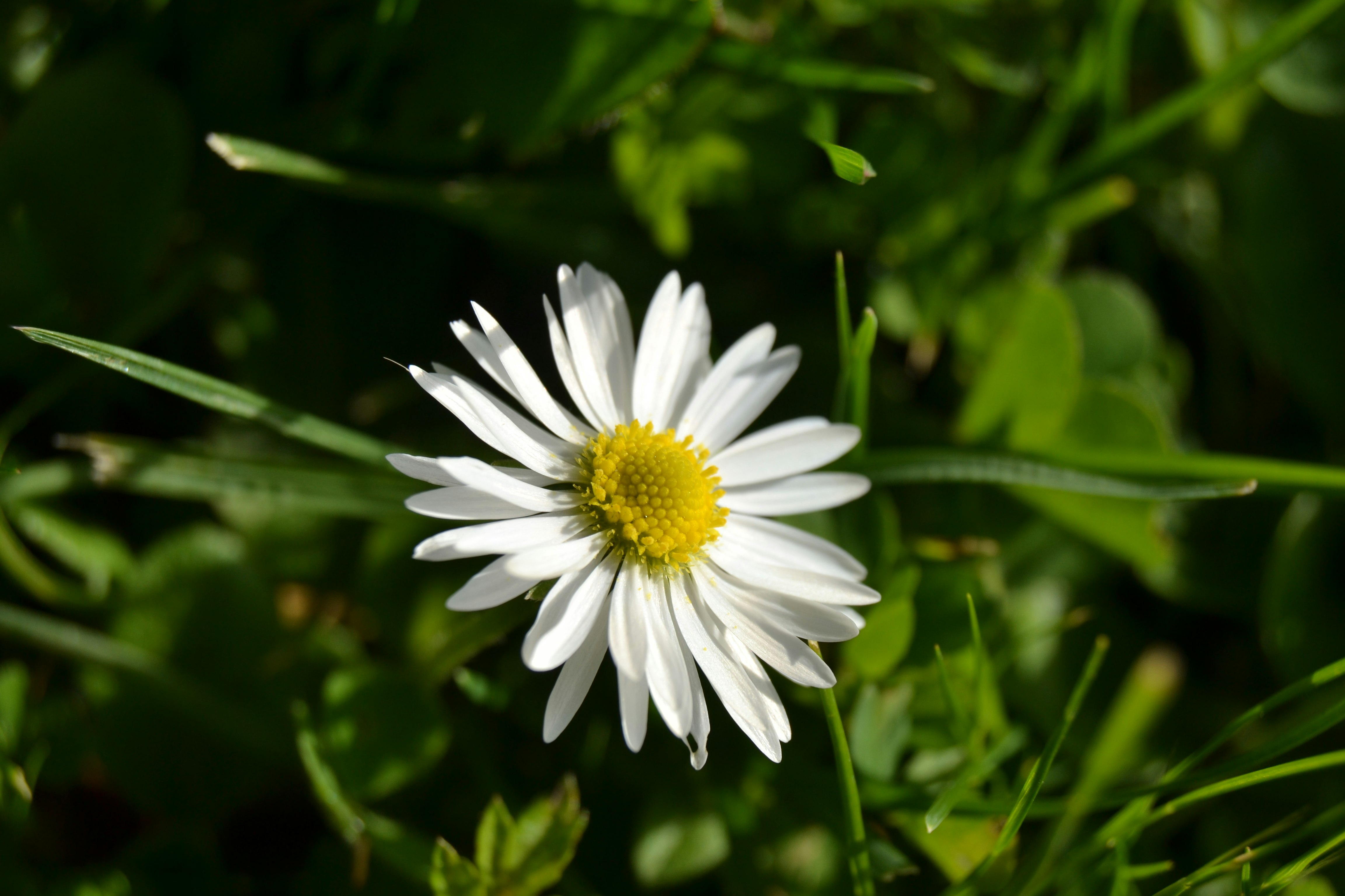 white daisy in bloom during daytime