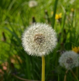 white dandelion in close up photography