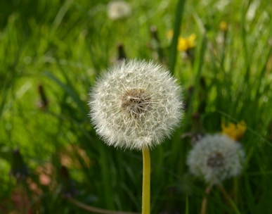 white dandelion in close up photography