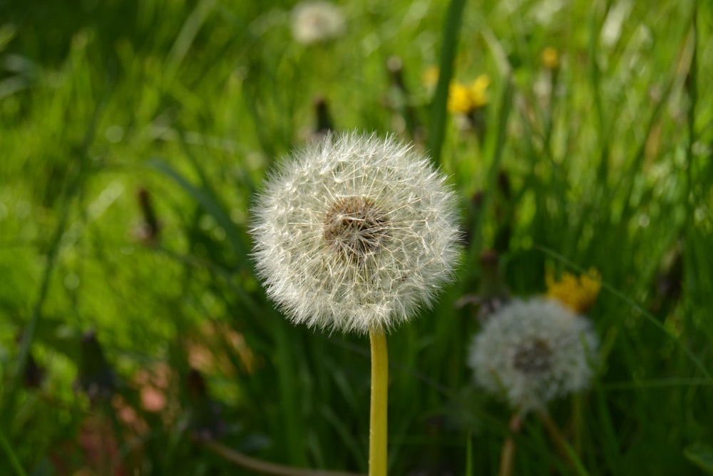 white dandelion in close up photography