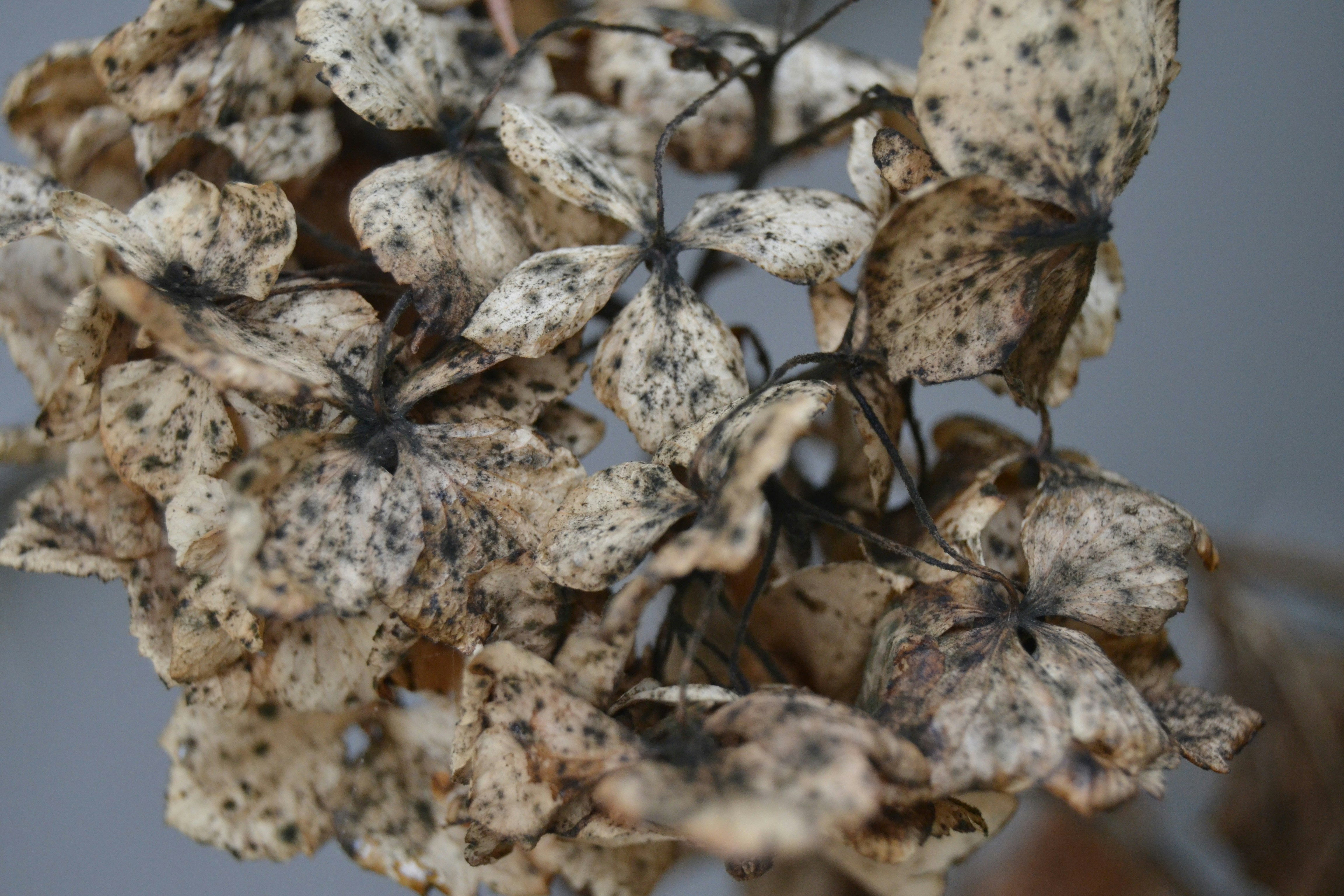 Planta marrón y blanca durante el día
