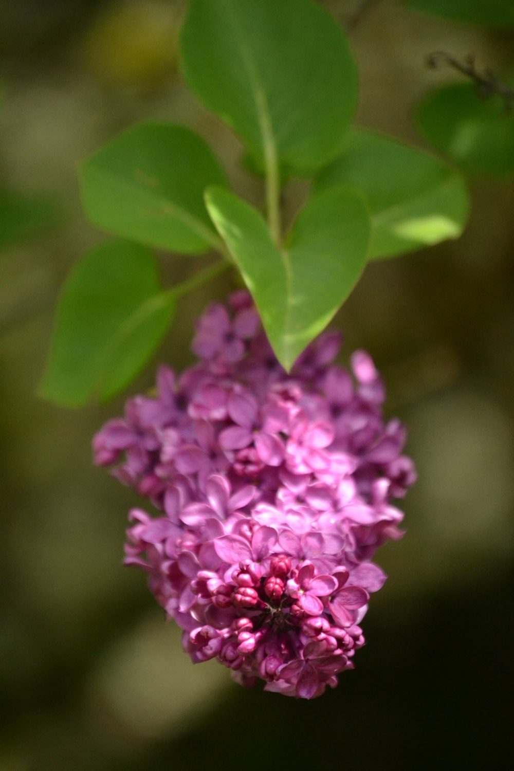 purple flower with green leaves