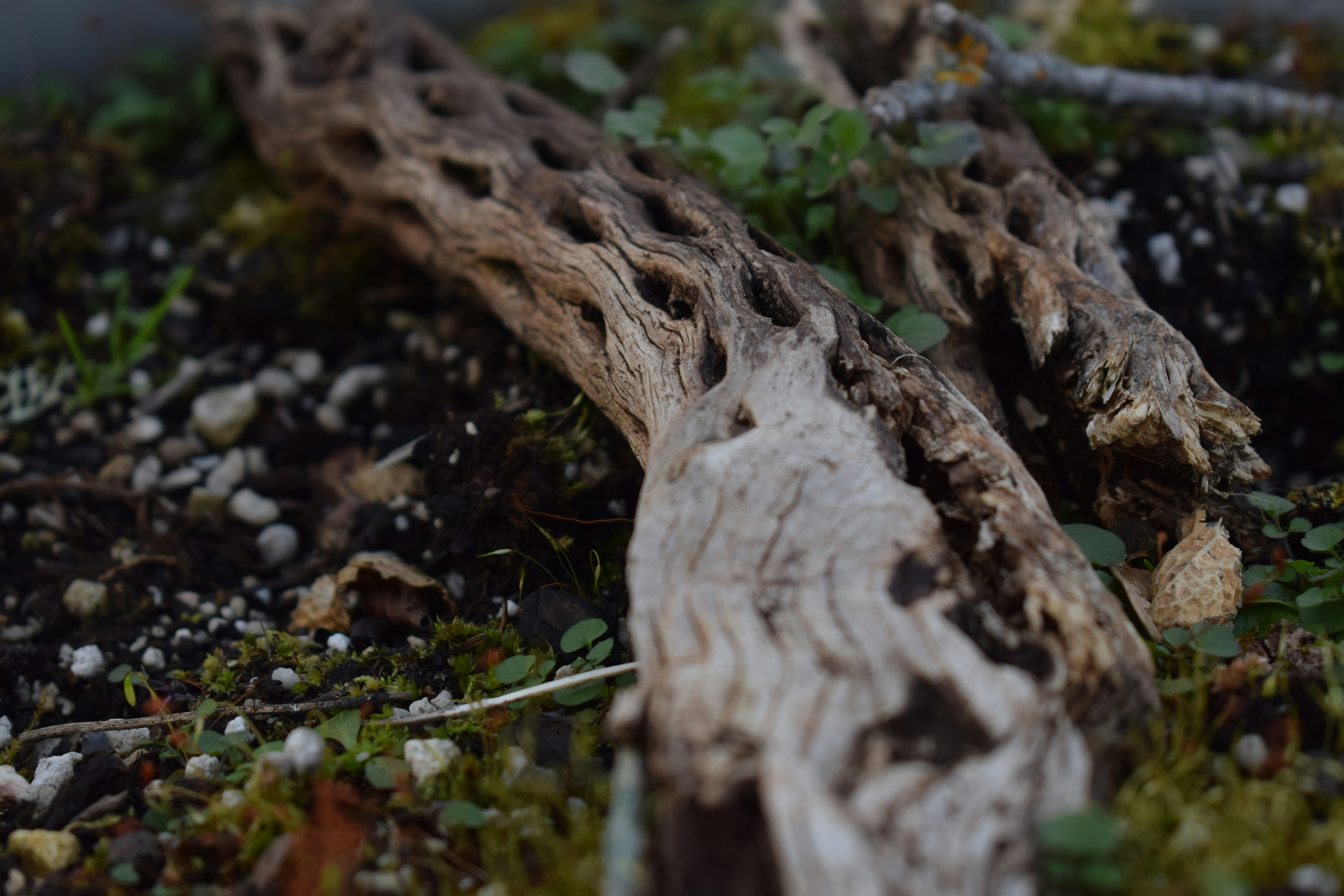 brown tree trunk on water