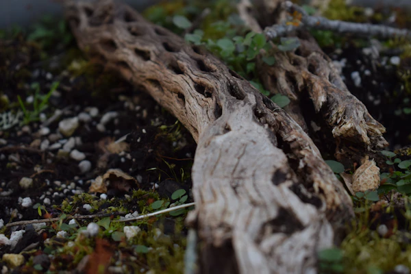 Racine d'arbre sombre plongeant dans l'eau