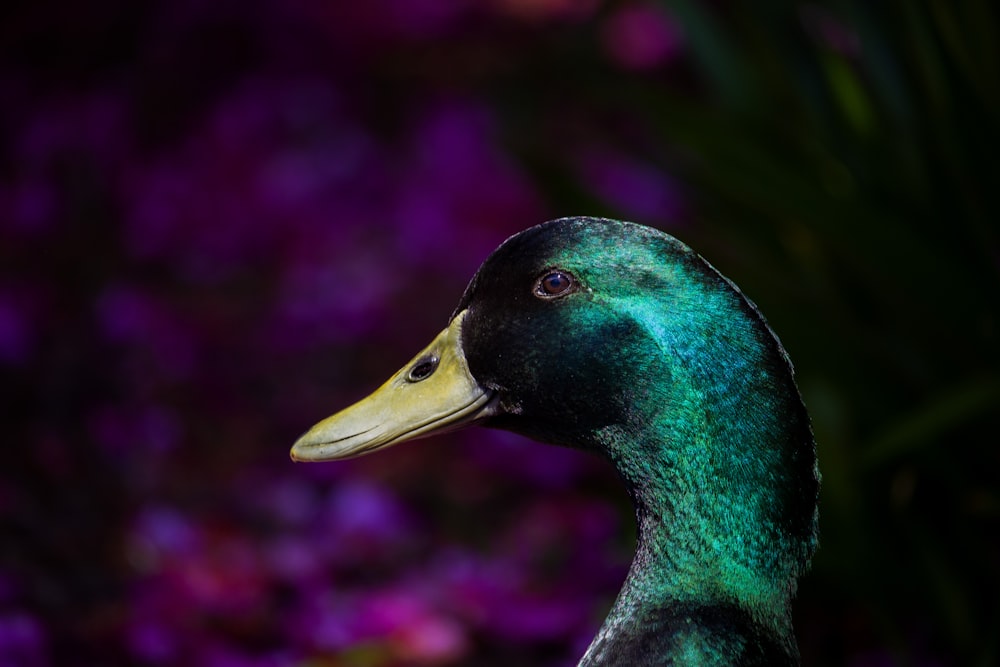 green and brown mallard duck