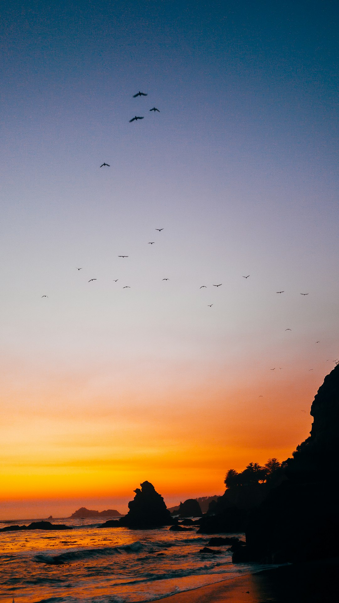 silhouette of birds flying during sunset