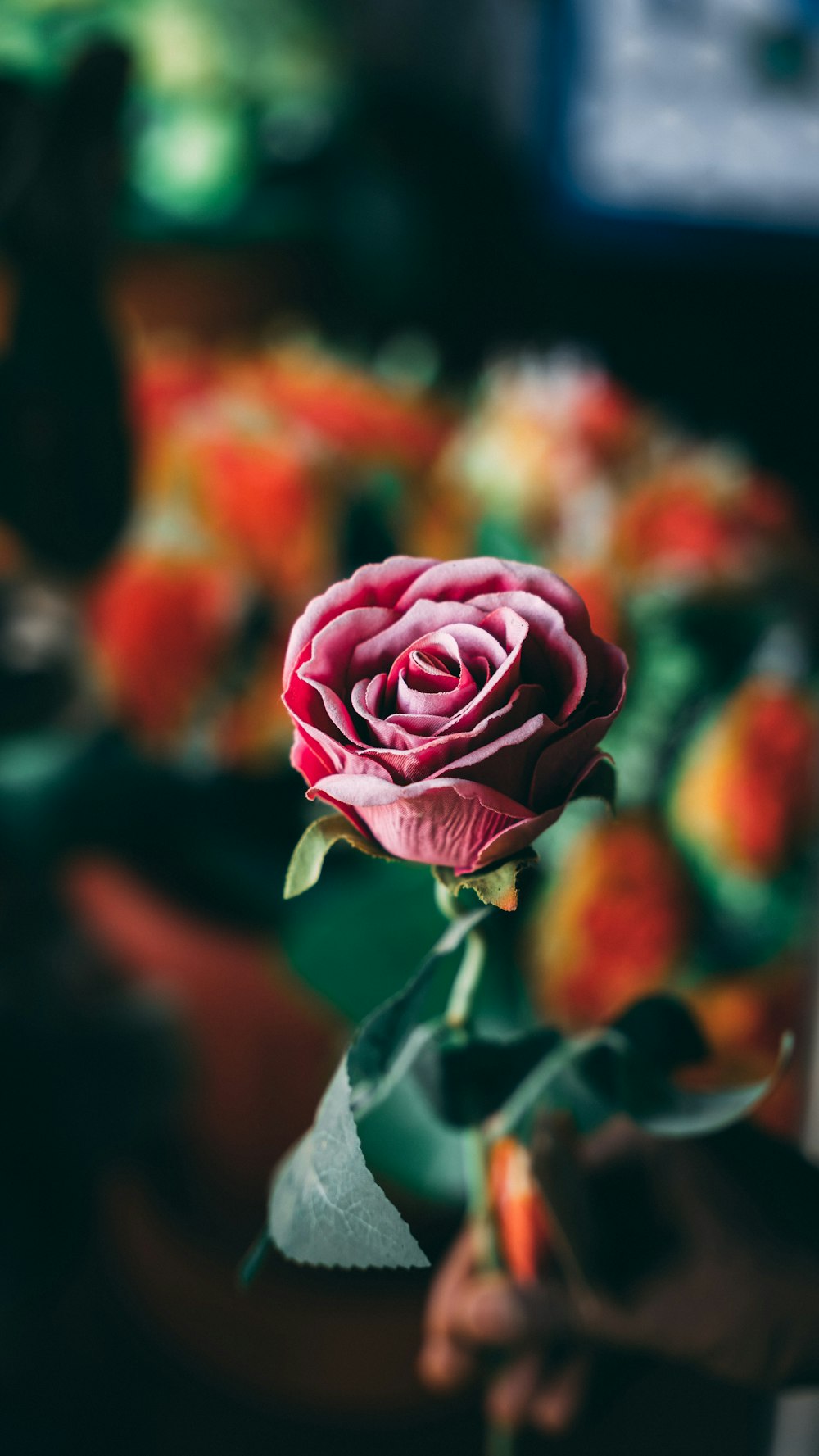 咲き誇る赤いバラのクローズアップ写真