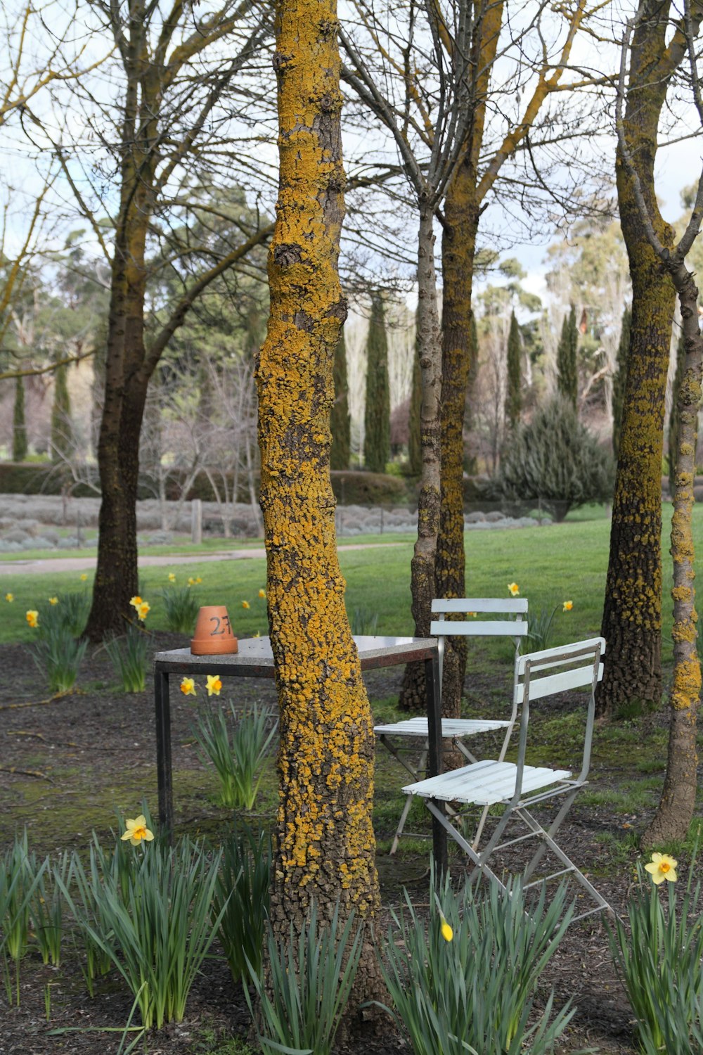 white and black chair near brown tree