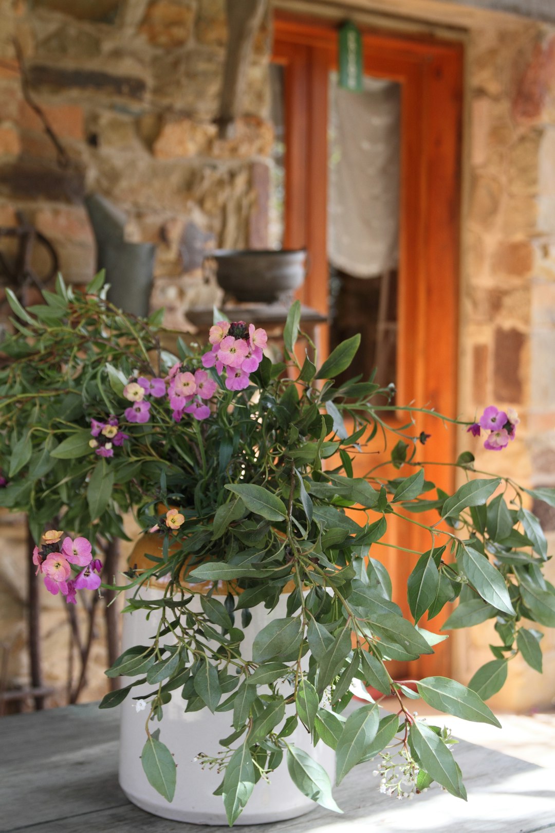 purple flowers with green leaves