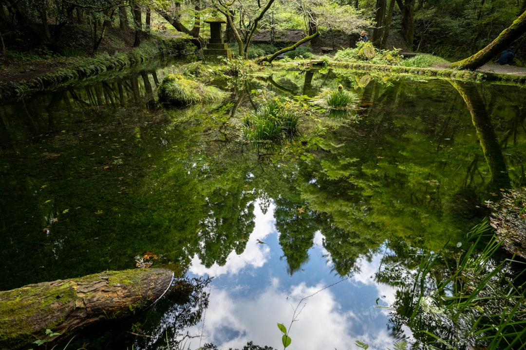 green trees and body of water