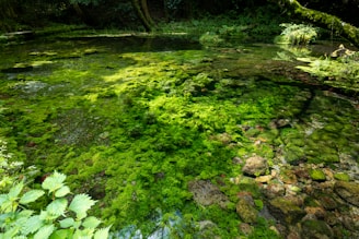 A serene biopool with clear water and natural plants around