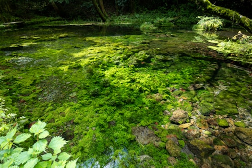 A serene biopool with clear water and natural plants around