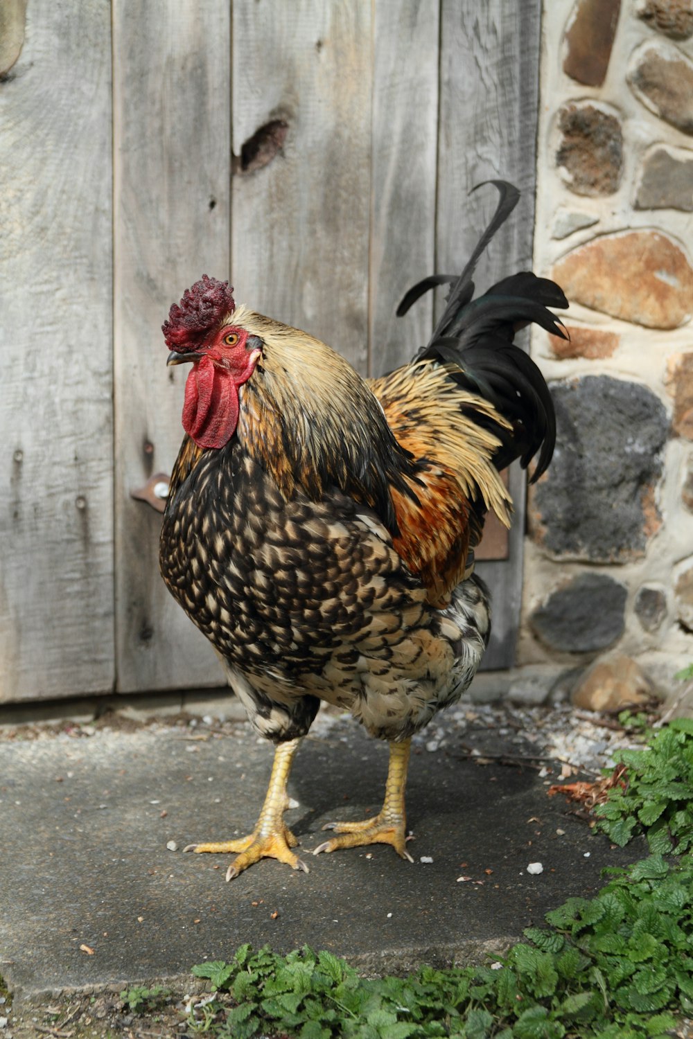 brown and black rooster on gray concrete floor