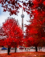 red leaf trees near white concrete tower during daytime