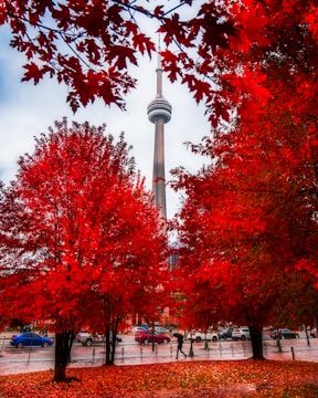 red leaf trees near white concrete tower during daytime
