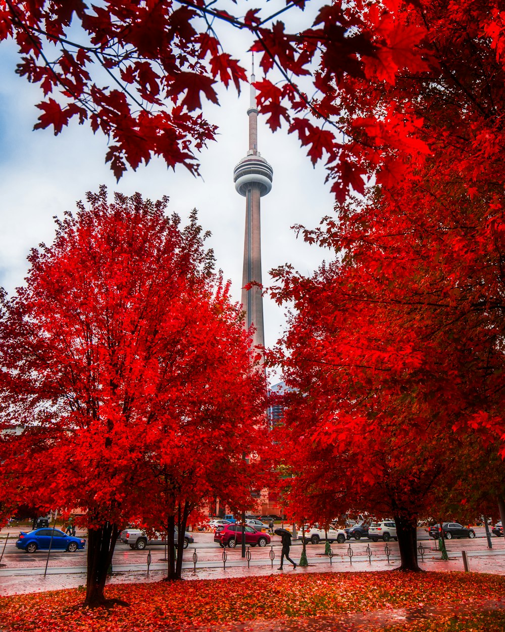 red leaf trees near white concrete tower during daytime