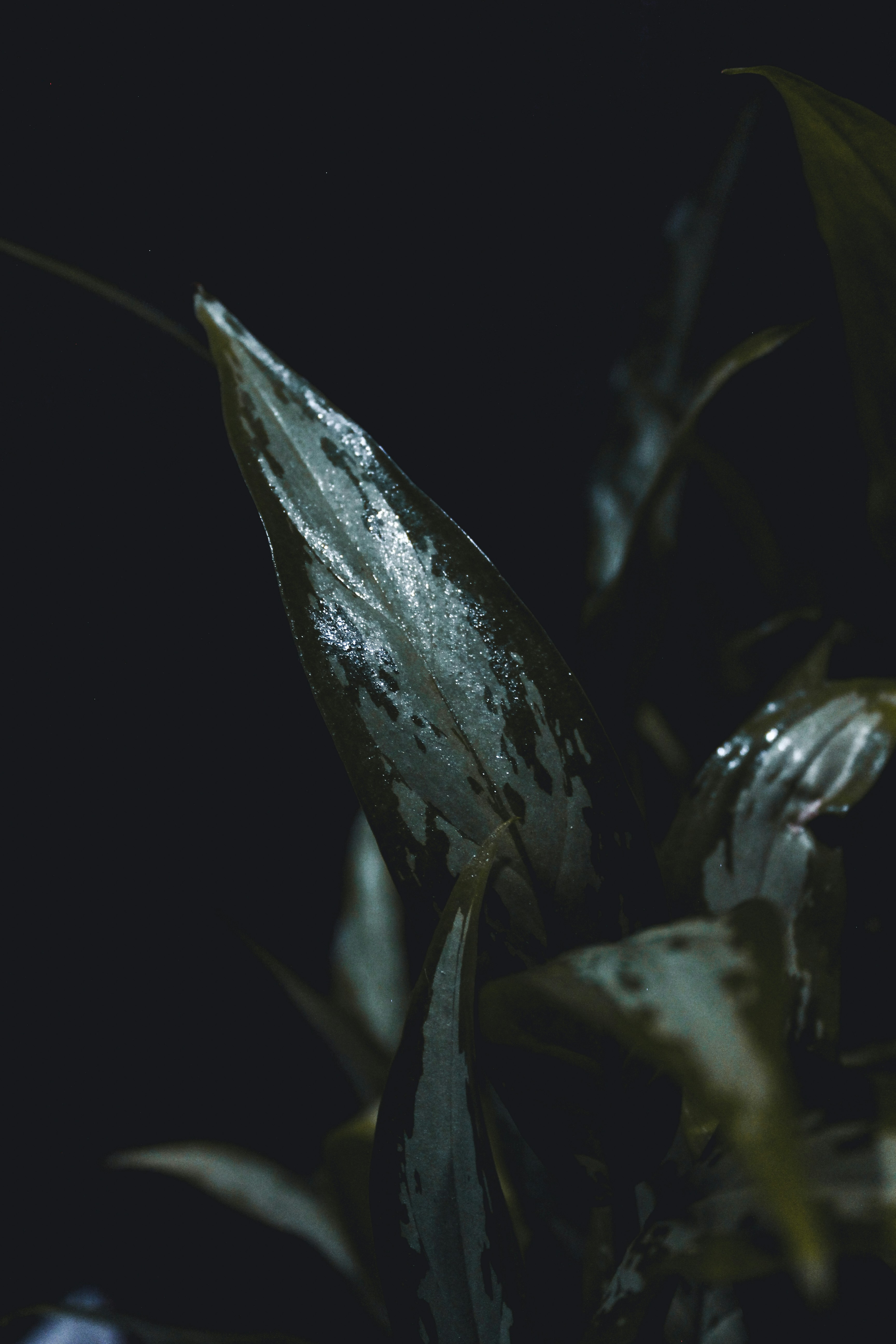 Photo by edgar4lanis