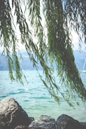 green tree near body of water during daytime