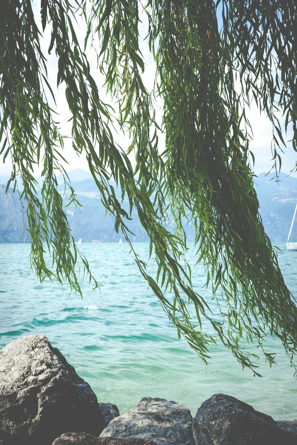 Árbol verde cerca del cuerpo de agua durante el día